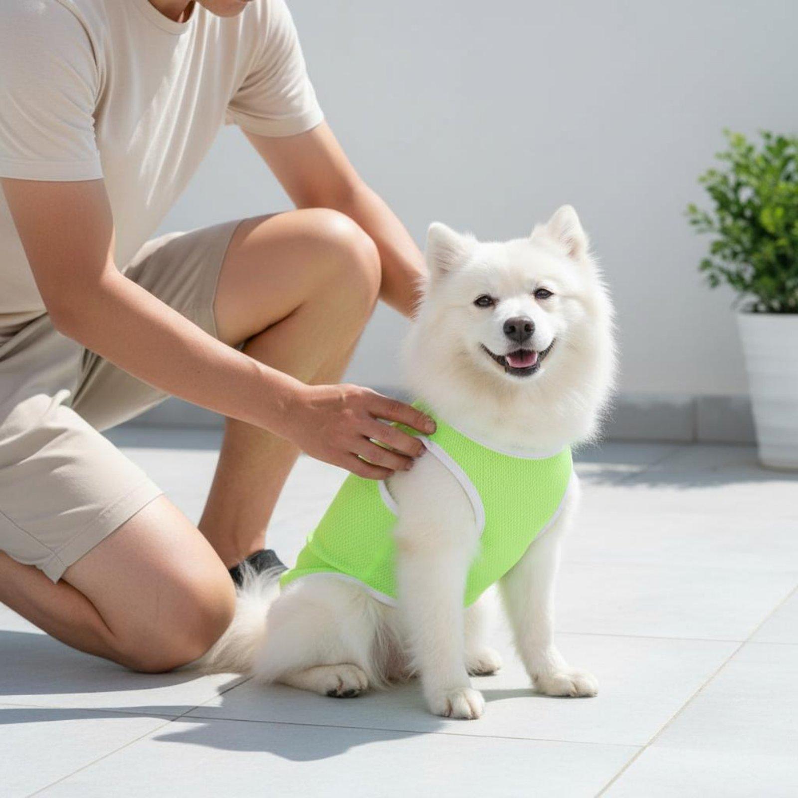 Chaleco de malla para perros,  - Outdoor Adventure Boys reseña y precio